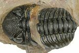 Bargain, Phacopid (Morocops) Trilobite - Foum Zguid, Morocco #363160-2